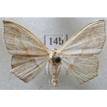 Scopula imitaria (Hübner, 1799) Croatia14b